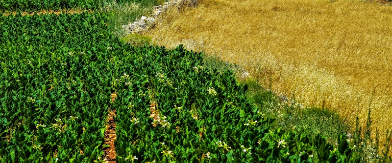 Agriculture durable au Nord-Kivu